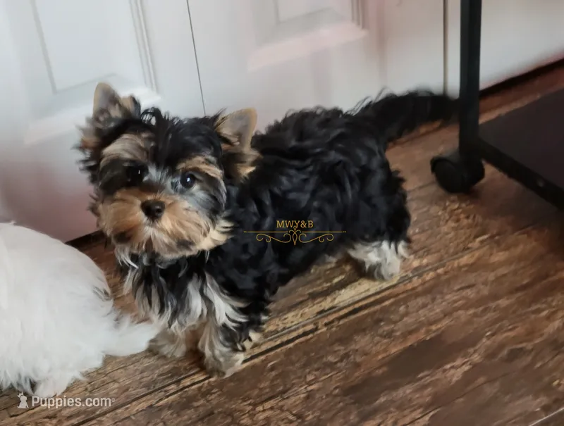 Oden – Yorkshire Terrier puppy for sale in Wichita, KS