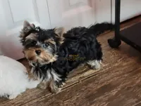 Oden, a male Yorkshire Terrier for sale in Wichita, KS – 1 of 5