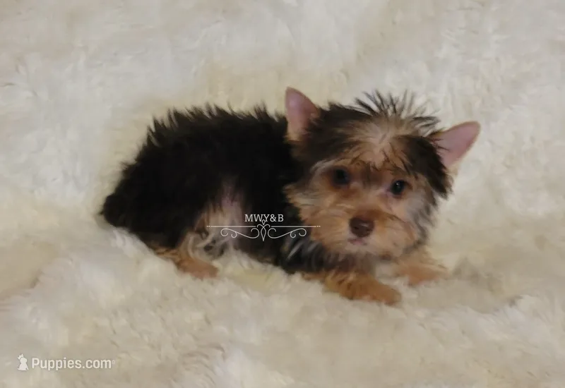 Novie – Biewer puppy for sale in Wichita, KS