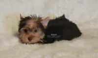 Novie, a male Biewer for sale in Wichita, KS – 4 of 4