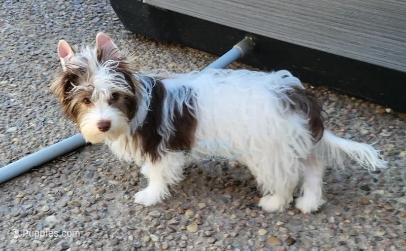 Pookie – Biewer puppy for sale in Wichita, KS