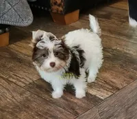 Pearl, a female Biewer for sale in Wichita, KS – 2 of 7