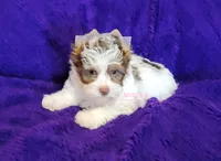 Pookie, a female Biewer for sale in Wichita, KS – 5 of 5