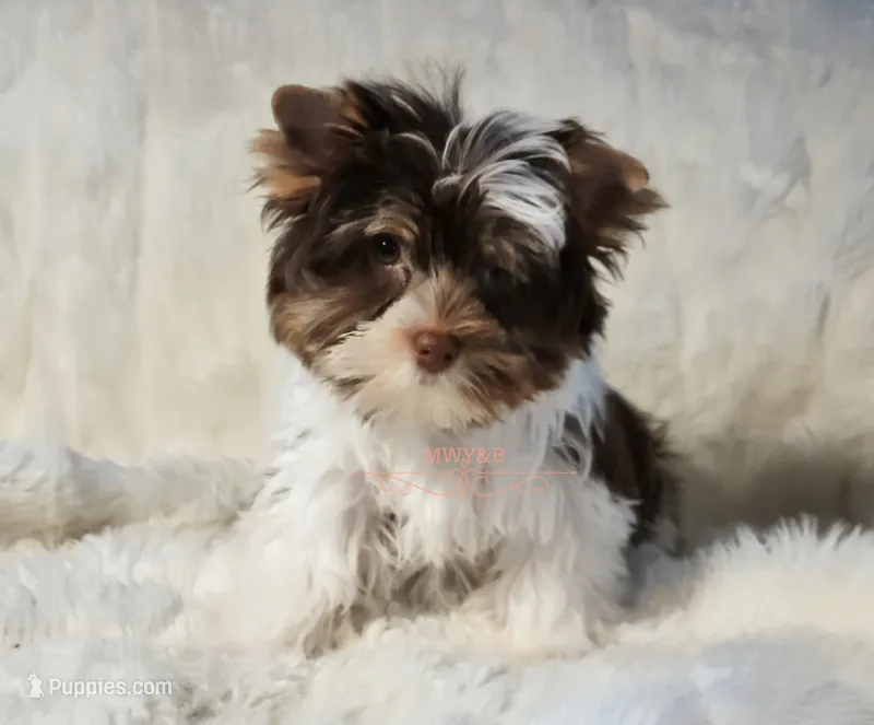 Bass – Biewer puppy for sale in Wichita, KS