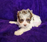 Pookie, a female Biewer for sale in Wichita, KS – 2 of 5