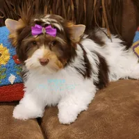 London , a female Yorkshire Terrier for sale in Wichita, KS – Photo 2 of 6