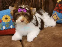 London , a female Yorkshire Terrier for sale in Wichita, KS – Photo 5 of 5