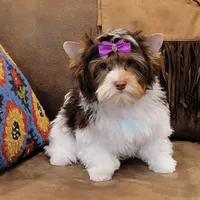 London , a female Yorkshire Terrier for sale in Wichita, KS – Photo 4 of 6