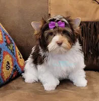 London , a female Yorkshire Terrier for sale in Wichita, KS – Photo 2 of 5