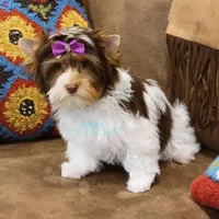 London , a female Yorkshire Terrier for sale in Wichita, KS – Photo 6 of 6