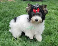 Lainey , a female Yorkshire Terrier for sale in Wichita, KS – Photo 4 of 4