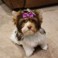 London , a female Yorkshire Terrier for sale in Wichita, KS – Photo 3 of 6