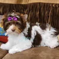 London , a female Yorkshire Terrier for sale in Wichita, KS – Photo 5 of 6