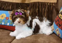 London , a female Yorkshire Terrier for sale in Wichita, KS – Photo 3 of 5