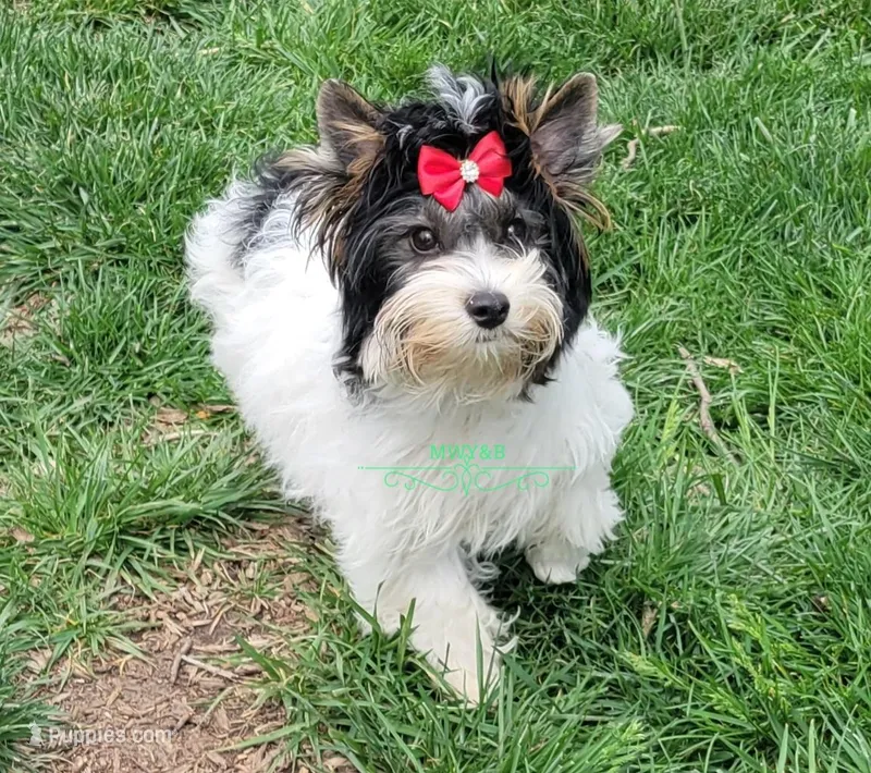 Lainey  – Yorkshire Terrier puppy for sale in Wichita, KS