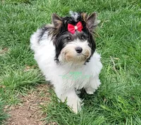 Lainey , a female Yorkshire Terrier for sale in Wichita, KS – Photo 1 of 4