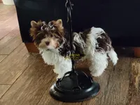 London , a female Yorkshire Terrier for sale in Wichita, KS – Photo 1 of 6