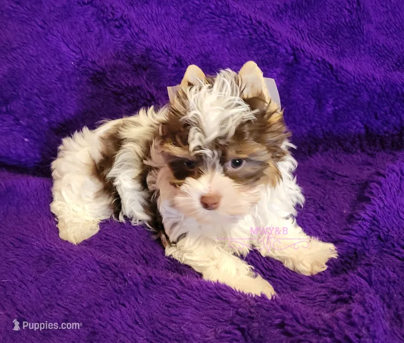 Poppy – Biewer puppy for sale in Wichita, KS