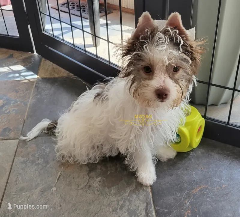 Pookie – Biewer puppy for sale in Wichita, KS