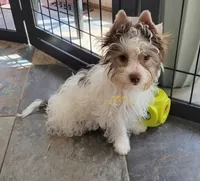 Pookie, a female Biewer for sale in Wichita, KS – 1 of 1