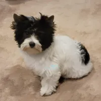 Lainey, a female Biewer for sale in Wichita, KS – Photo 5 of 5