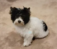 Lainey, a female Biewer for sale in Wichita, KS – Photo 5 of 5