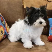 Lainey, a female Biewer for sale in Wichita, KS – Photo 4 of 5