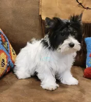 Lainey, a female Biewer for sale in Wichita, KS – Photo 4 of 5