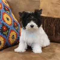 Lainey, a female Biewer for sale in Wichita, KS – Photo 1 of 5