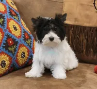 Lainey, a female Biewer for sale in Wichita, KS – Photo 1 of 5