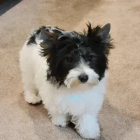 Lainey, a female Biewer for sale in Wichita, KS – Photo 2 of 5