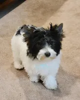 Lainey, a female Biewer for sale in Wichita, KS – Photo 2 of 5