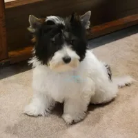 Lainey, a female Biewer for sale in Wichita, KS – Photo 3 of 5