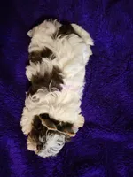 Poppy, a female Biewer for sale in Wichita, KS – 4 of 5