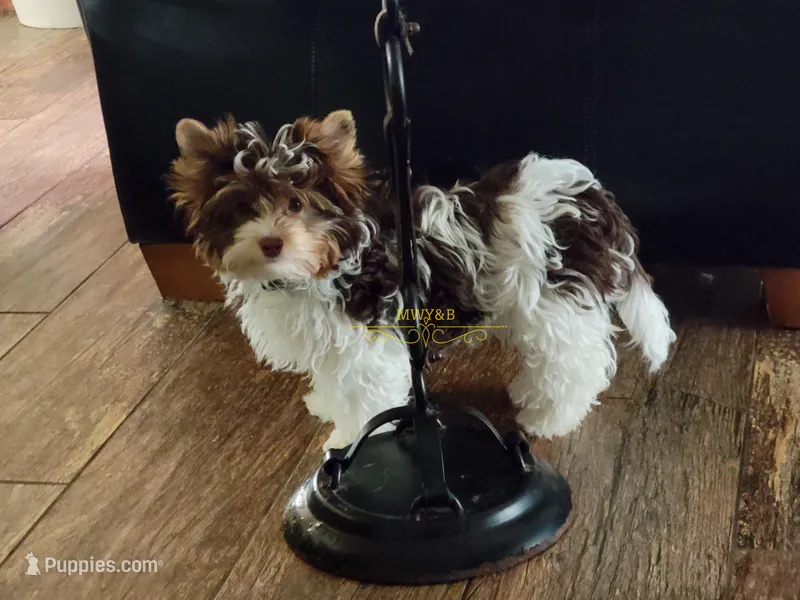 London  – Biewer puppy for sale in Wichita, KS