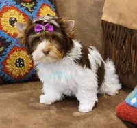 London , a female Biewer for sale in Wichita, KS – Photo 5 of 5