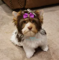 London , a female Biewer for sale in Wichita, KS – Photo 3 of 5