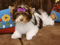 London , a female Biewer for sale in Wichita, KS – Photo 4 of 5