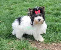 Lainey, a female Biewer for sale in Wichita, KS – Photo 2 of 4