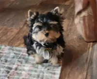 Oden, a male Yorkshire Terrier for sale in Wichita, KS – 4 of 5