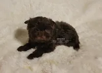Noah, a male Yorkshire Terrier for sale in Wichita, KS – 3 of 5