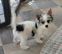 Raina, a female Biewer for sale in Wichita, KS – 2 of 5