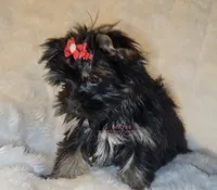 Sasha, a female Yorkshire Terrier for sale in Wichita, KS – 3 of 5