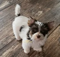 Quadi, a male Biewer for sale in Wichita, KS – 3 of 4
