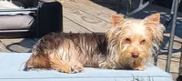 Novie, a male Yorkshire Terrier for sale in Wichita, KS – 2 of 7