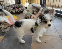 Raina, a female Biewer for sale in Wichita, KS – 4 of 5