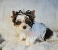 Sidman, a male Biewer for sale in Wichita, KS – 2 of 5
