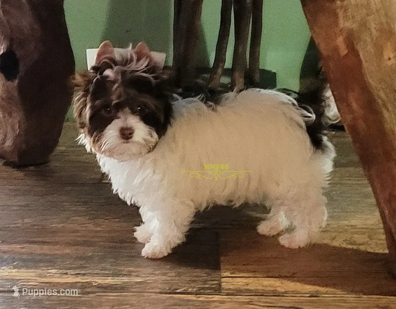 Poppy – Biewer puppy for sale in Wichita, KS