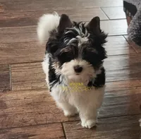 Rowdy, a male Biewer for sale in Wichita, KS – 2 of 8