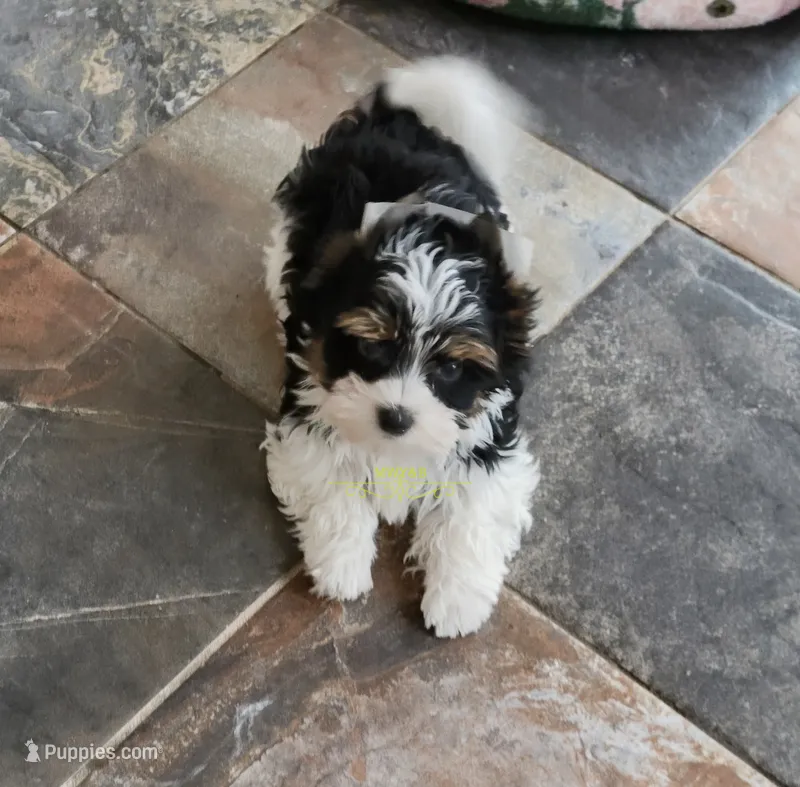 Rowdy – Biewer puppy for sale in Wichita, KS